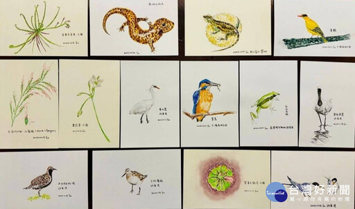國際生物多樣性日 蘇俊賓手繪生態插圖向志工致敬