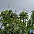 低溫導致荔枝著果率差 南市即日起至6/5受理現金救助申請
