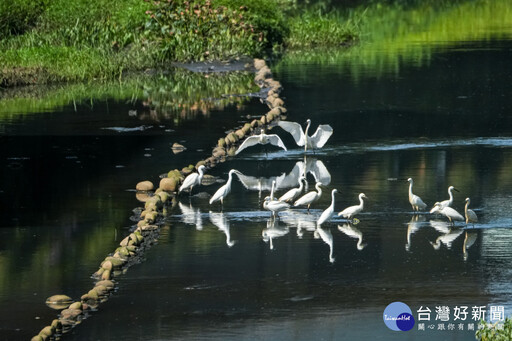 新北讓河川「活」起來 走在溪邊看到魚蝦蟹在水中悠游