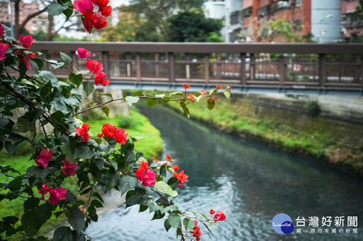 新北讓河川「活」起來 走在溪邊看到魚蝦蟹在水中悠游