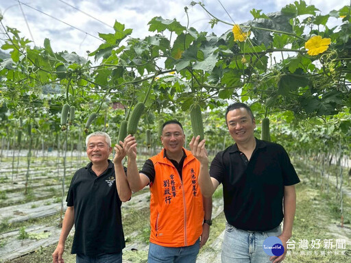 魚池鄉頭社武登地區絲瓜花期授粉計畫登場 期藉助蜜蜂幫助增加授粉效率