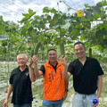 魚池鄉頭社武登地區絲瓜花期授粉計畫登場 期藉助蜜蜂幫助增加授粉效率