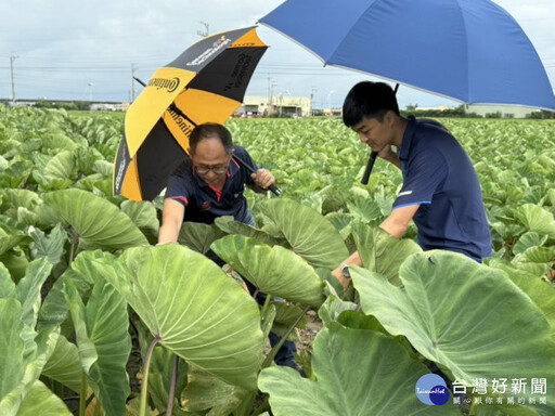 憂高溫驟雨引發芋頭病變 大安農會籲農民把握關鍵48小時防治時機
