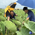 憂高溫驟雨引發芋頭病變 大安農會籲農民把握關鍵48小時防治時機
