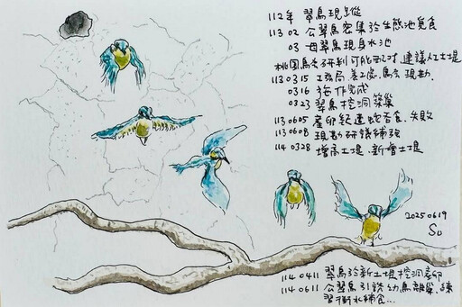 如同懷孕般感動 蘇俊賓手繪「大湳翠鳥孵育全紀錄」分享公私協力經典案例