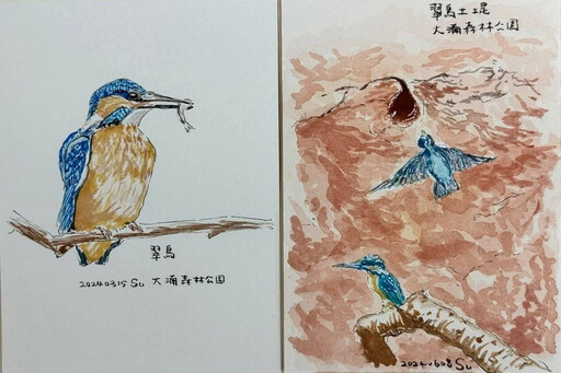 如同懷孕般感動 蘇俊賓手繪「大湳翠鳥孵育全紀錄」分享公私協力經典案例