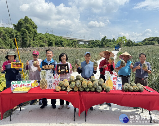 社頭鄉山腳路「土鳳梨」進入盛產期 口感多汁酸甜不打折