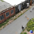 流浪犬傷人抓不勝抓 議員陳昆和關切學甲動保園區進度及因應措施