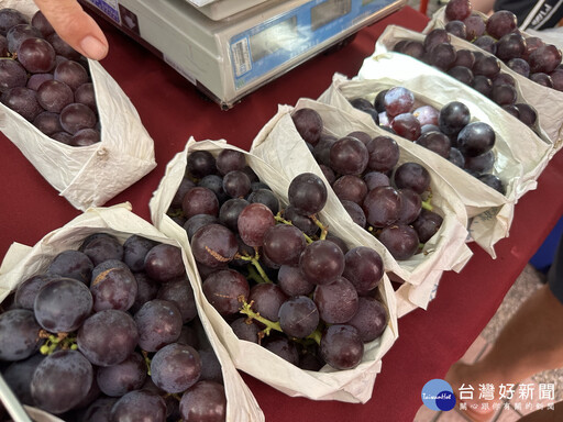 草屯葡萄節紫色浪漫幸福成串登場 全方位呈現地方農業魅力