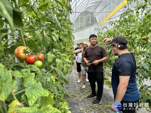 返鄉青農謝智宇仁愛種番茄 揪團打造高山牛番茄故鄉