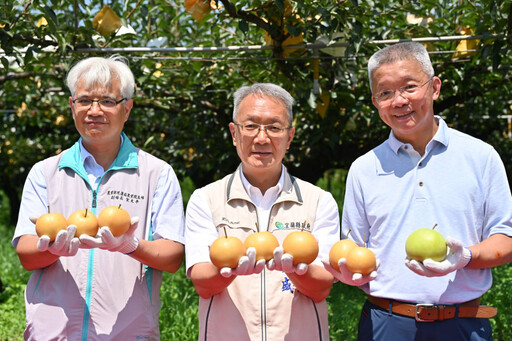 三星上將梨將入盛產期 梨饗茶香揪梨來三星