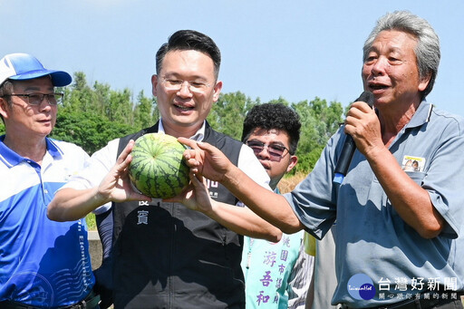 低碳環保紙膜種出西瓜 蘇俊賓取名「小燕鷗西瓜」推廣桃園優質環保農產
