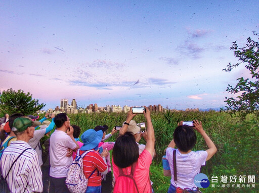 五股濕地夏日賞燕季7/26開跑 體驗濕地生態之美
