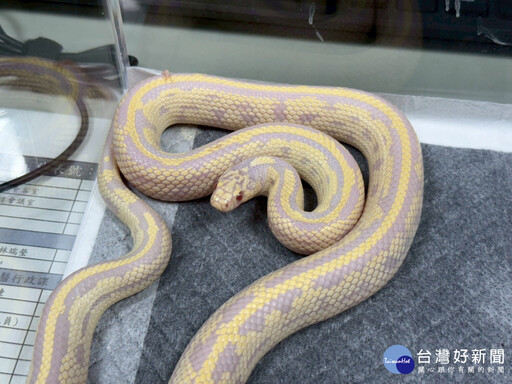 台北寵物用品展7/5登場 桃市動保處參展設認養專區