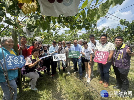 氣候異常影響果實大小不一 地方攜手企業相挺大村巨峰葡萄