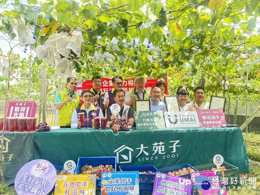 氣候異常影響果實大小不一 地方攜手企業相挺大村巨峰葡萄