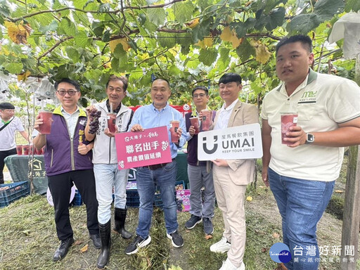 氣候異常影響果實大小不一 地方攜手企業相挺大村巨峰葡萄
