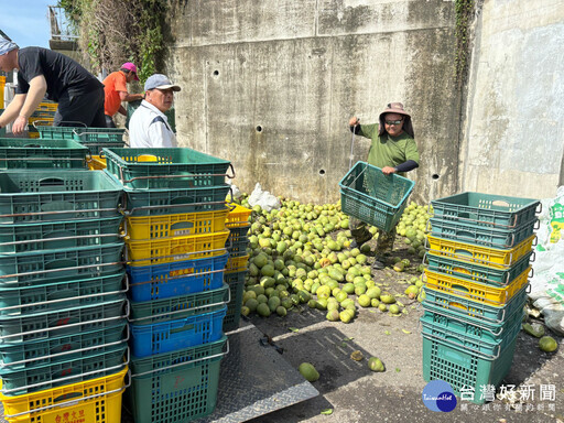「桃園智慧農耕團」揮軍南下 協助台南麻豆園清落果