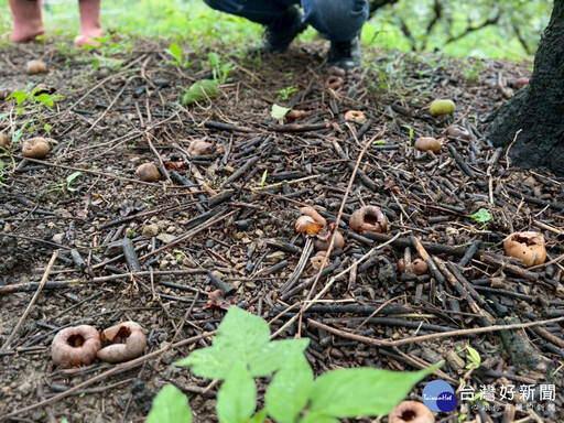 雨災重創台中半數甜柿 江啟臣會勘農損籲全品項從寬救助