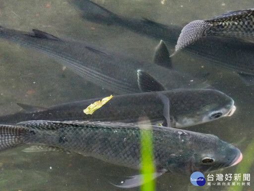 中和瓦磘溝綠意盎然 烏魚現蹤城市奇蹟