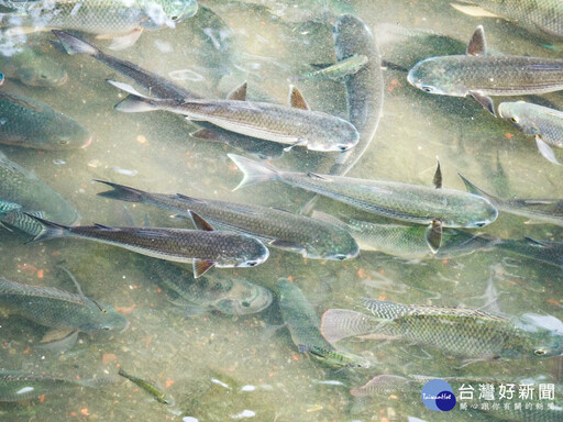 中和瓦磘溝綠意盎然 烏魚現蹤城市奇蹟