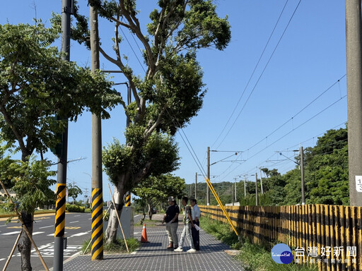 竹市中華路五段危樹移除作業 市府提醒用路人減速慢行