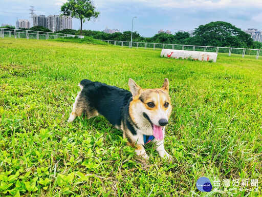 新北河濱7座寵物公園 毛孩安心放風