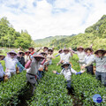 駐臺使節走訪坪林 茶鄉之旅體驗臺灣秘境