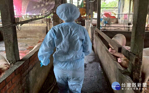 禁止廚餘養豬後強化查核 嘉縣49場轉型、退場豬場全數正常