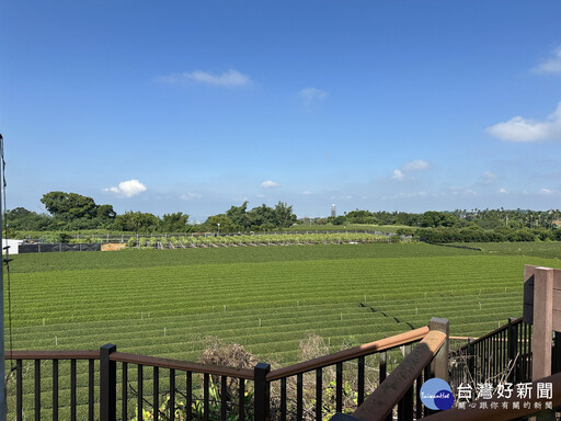 體驗名間松柏嶺風情 野茶祭巡田記將登場