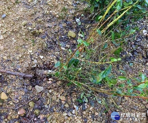 「鳳凰」颱風逼近 茶改場籲請全臺農友加強防範及注意人身安全