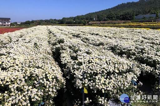 「鳳凰」颱風逼近 茶改場籲請全臺農友加強防範及注意人身安全
