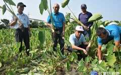 大安區優質營農環境專區 開創種芋新世界健康芋頭種苗提供農民新選擇