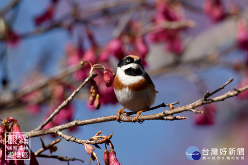 觀霧新年特典 「新年數鳥嘉年華」賞鳥正夯