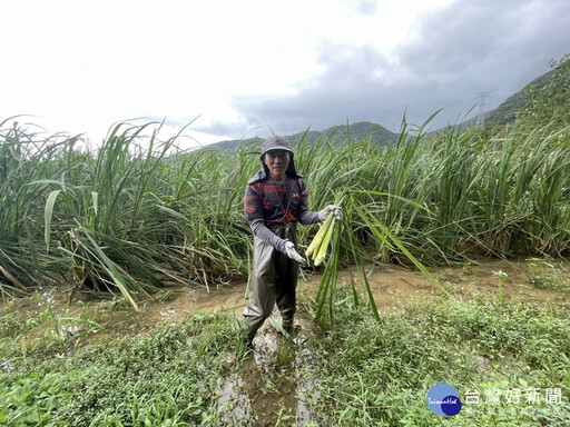 新北推生態服務給付 見證農田棲地保育與永續農業努力與成果