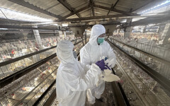 彰縣啟動蛋雞場「芬普尼全面採樣監測」 首波鎖定15場高風險場守護食安