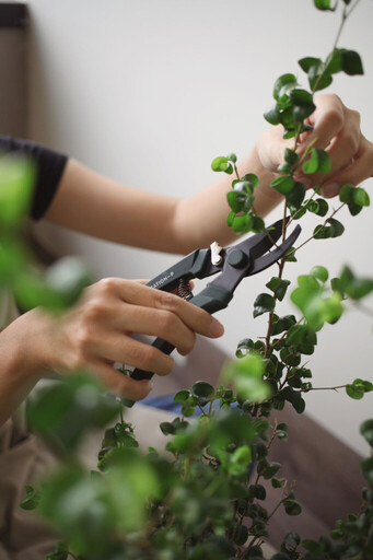 City城市園丁 Gardener