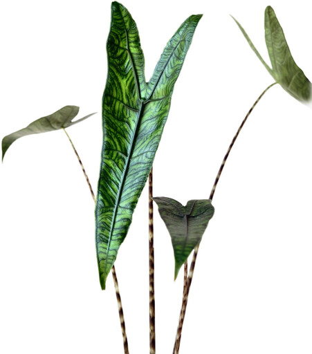 City城市園丁 Gardener