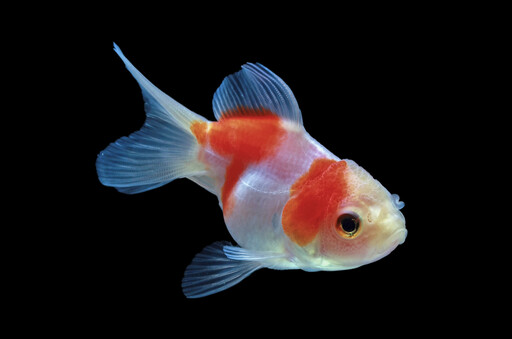 2025 魚缸擺放全攻略：客廳、財位禁忌與招財方位解析！