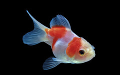 2025 魚缸擺放全攻略：客廳、財位禁忌與招財方位解析！