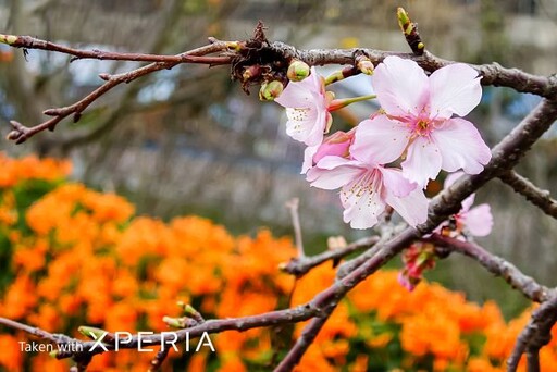 大地回春新氣象 Sony祭出春季Xperia全系列購機好禮！
