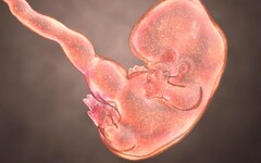 人造胚胎？ 實驗室培養人類？