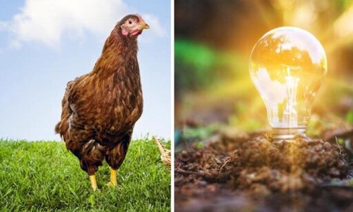 吃雞還能做電池！南韓科學家用雞脂肪開發超級電容器電極