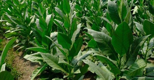 基因改造菸草植物 可生產母乳寡糖製造營養又實惠奶粉
