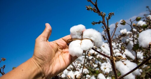 應對氣候變遷 科學家找到可加強棉花抗旱能力DNA