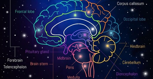 瑞士科學家發現同段記憶在大腦中有不同副本 甚至自動修改或刪除