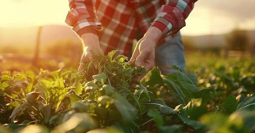 精準智慧農業發展成趨勢 「奈米生物技術」破解糧食危機