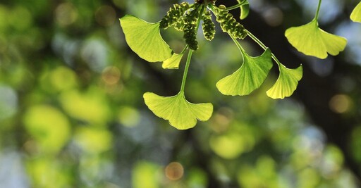 掌握未來醫學的植物 「這4種」入藥最為關鍵