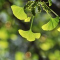 掌握未來醫學的植物 「這4種」入藥最為關鍵