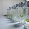 水陸兩棲的突破性「人造樹葉」 太陽能效率提高8倍以上